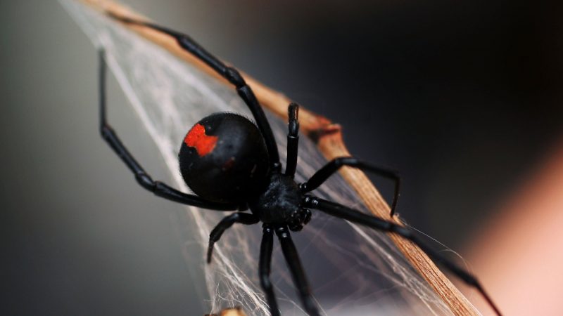 東京驚現紅背蜘蛛  被咬30分內命喪黃泉