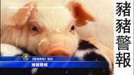 防豬瘟 素人歌手錄《豬豬警報》守護台美食
