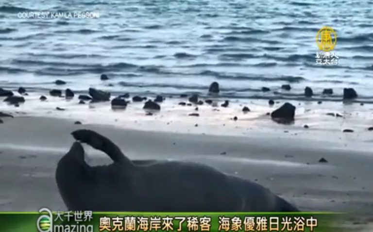 海灘上的海象.市區的斑馬 你們怎麼在這裡