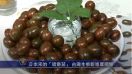 日本来的“琥番茄” 台湾生根盼进军国际