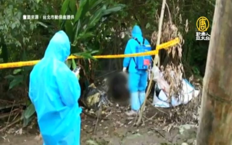 北市大安驚現死豬 柯文哲：死的理由太多種