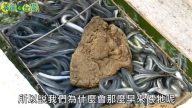 美麗心台灣：偏愛鰻魚養殖 李建宏挑戰高風險