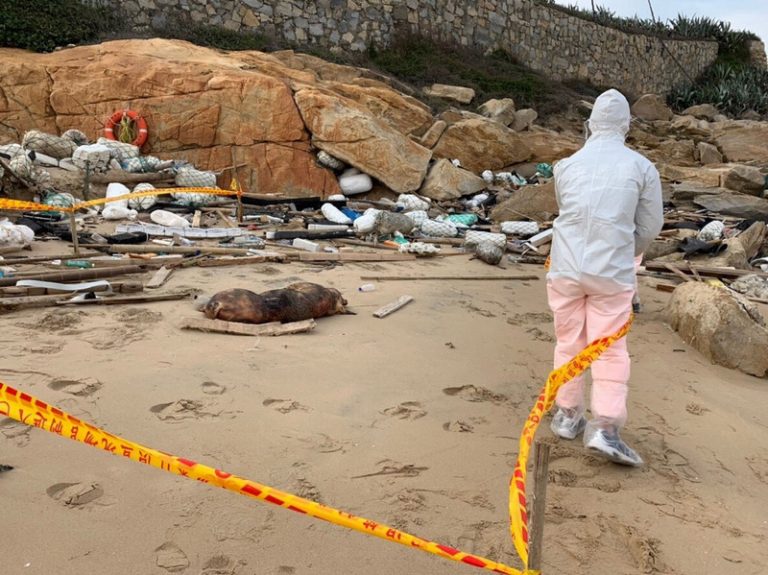 金門死豬驗出非洲豬瘟陽性 台：停運豬肉14天