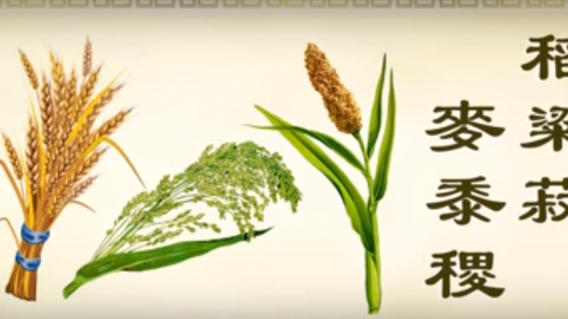 正见网 正统文化教材 动画《三字经》第十单元 稻米的由来（视频）