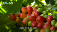 美麗心台灣：小農咖啡栽種到烘焙 用心喝得到