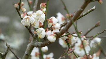 大寒岁末来 节气一循环