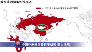 中国非洲猪瘟蔓延至邻国！蒙古沦陷