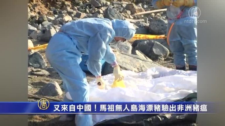 又來自中國！馬祖無人島海漂豬驗出非洲豬瘟