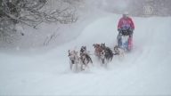 新聞放輕鬆：世界最大狗拉雪橇比賽 法國東南部舉行