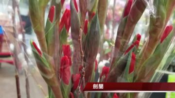 【生活廣角鏡】過年送禮 這些鮮花最討喜