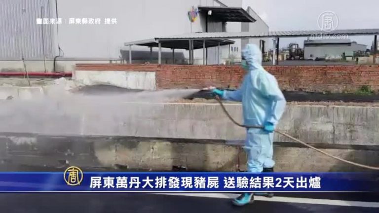 屏東萬丹大排發現豬屍 送驗結果2天出爐