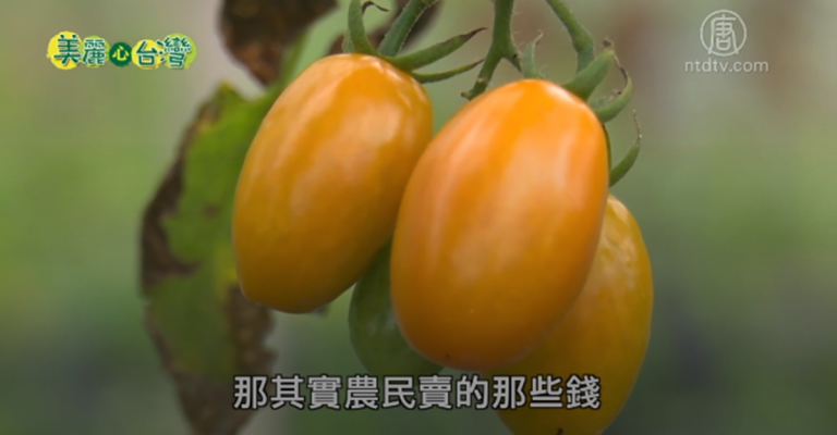 美麗心台灣：阿甘的有機農業夢
