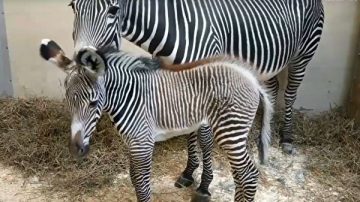 多倫多動物園降生一匹稀有細紋斑馬（視頻）