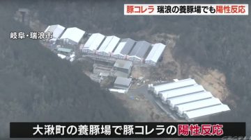 日本岐阜县再爆猪瘟 自卫队协助扑杀近6千头猪