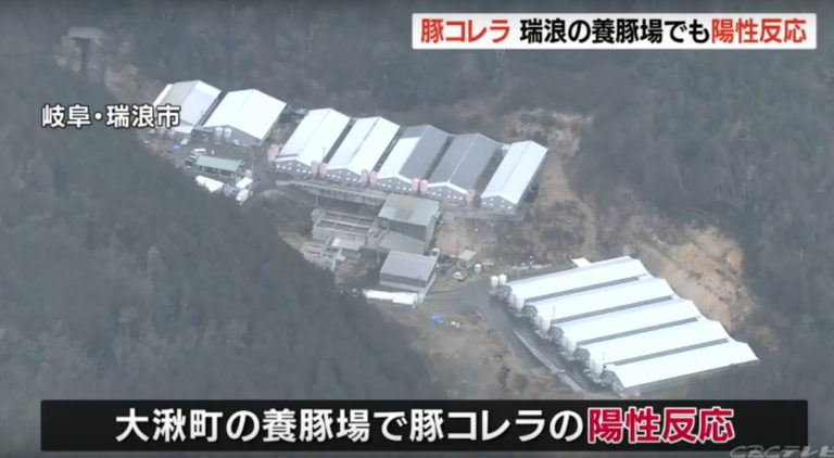日本岐阜縣再爆豬瘟 自衛隊協助撲殺近6千頭豬