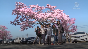 全台最浪漫停车场 最佳“警”点因花爆红