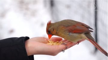 紐約公園局新提案 餵食松鼠小鳥或禁止