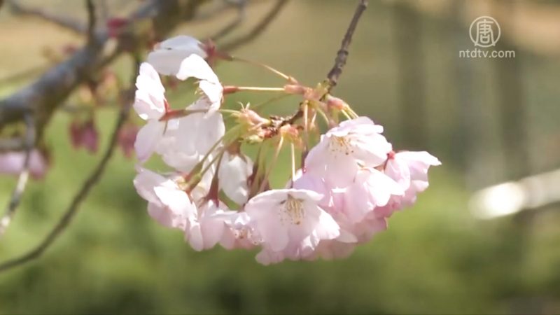 春季養肝好時節 疏肝理氣重調養