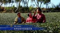 青心烏龍冠軍茶農 種茶秘訣大公開