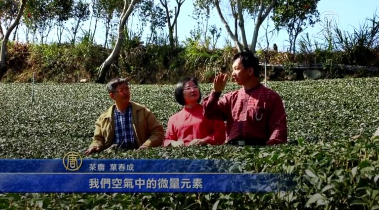 青心烏龍冠軍茶農 種茶秘訣大公開