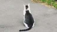 喵星人背影暗藏玄机 网友笑称“猫中有猫”