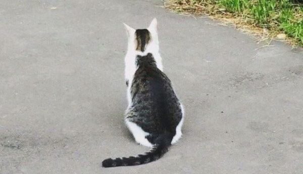 喵星人背影暗藏玄机网友笑称 猫中有猫 猫中猫 花色特殊的猫咪 动物趣闻 新唐人中文电视台在线