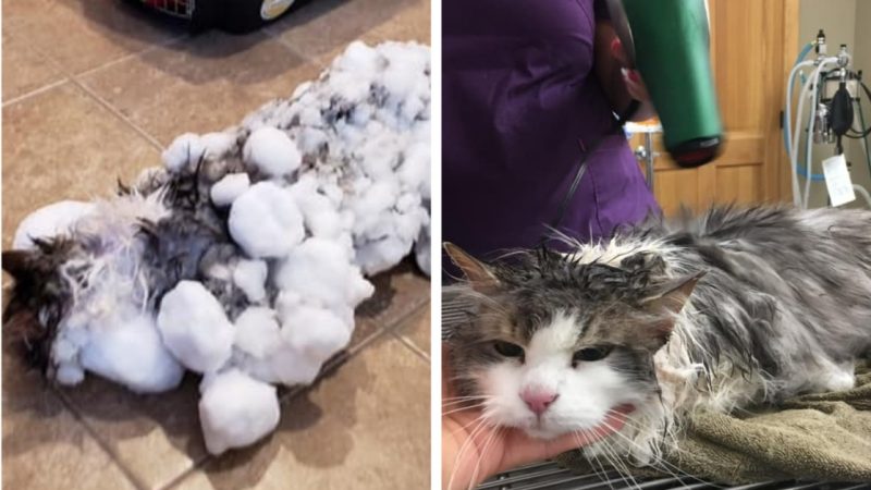 太貪玩！貓咪困雪中全身凍結 獲營救奇蹟康復
