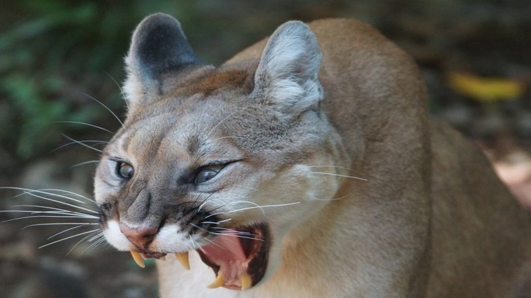美國猛男賽武松  徒手掐死美洲獅
