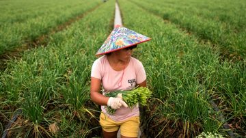 中共2019年「一號文件」土地私有制被禁