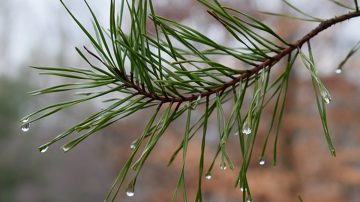 春风送暖来 雨水节气至