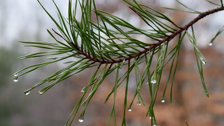 春風送暖來 雨水節氣至
