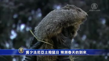 賓夕法尼亞土撥鼠日 預測春天的到來