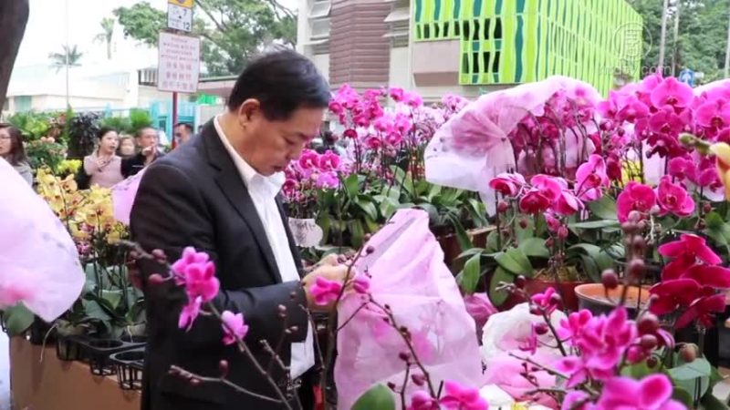 港人抢购年花迎猪年 花王教选花