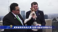 威斯敏斯特狗狗大赛 冠军光临洛克菲勒中心