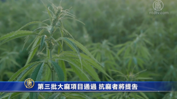 第三批大麻项目通过 抗麻者将提告