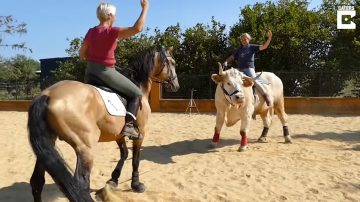 馴馬師養牛當馬騎 不但讓人騎還會馬術