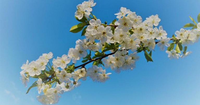 李花倒燭天夜明 李下無蹊徑 皇帝都敬重他