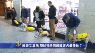 噪音又異味 曼哈頓是訓練導盲犬最佳基地？