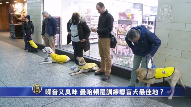 噪音又異味 曼哈頓是訓練導盲犬最佳基地？