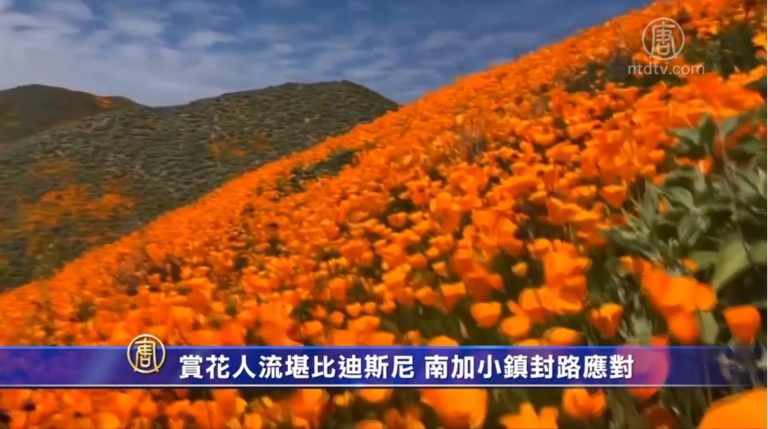 賞花人流堪比迪斯尼 南加小鎮封路應對
