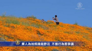 華人為拍照踐踏野花 不雅行為惹爭議