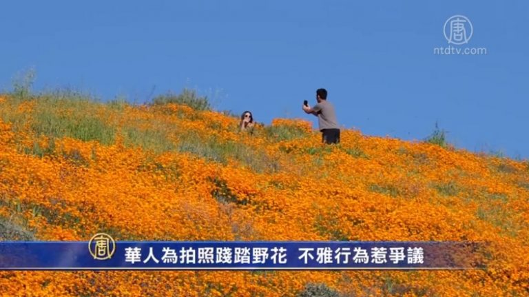華人為拍照踐踏野花 不雅行為惹爭議