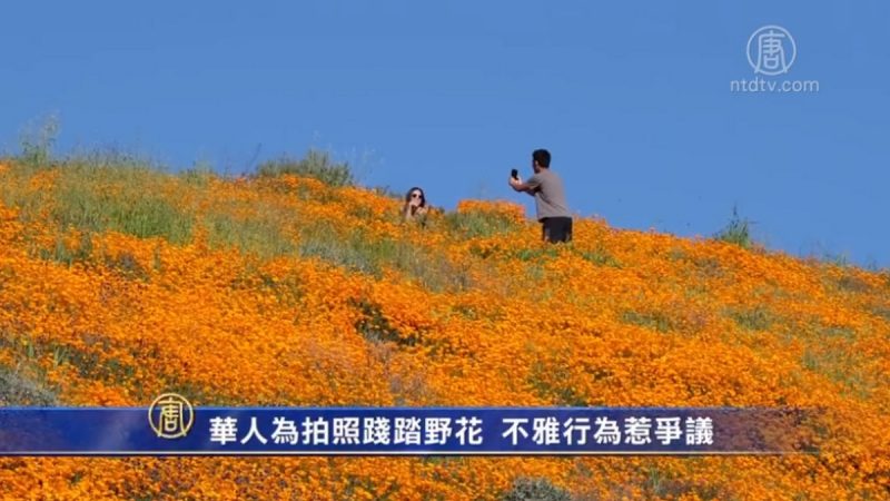 华人为拍照践踏野花 不雅行为惹争议