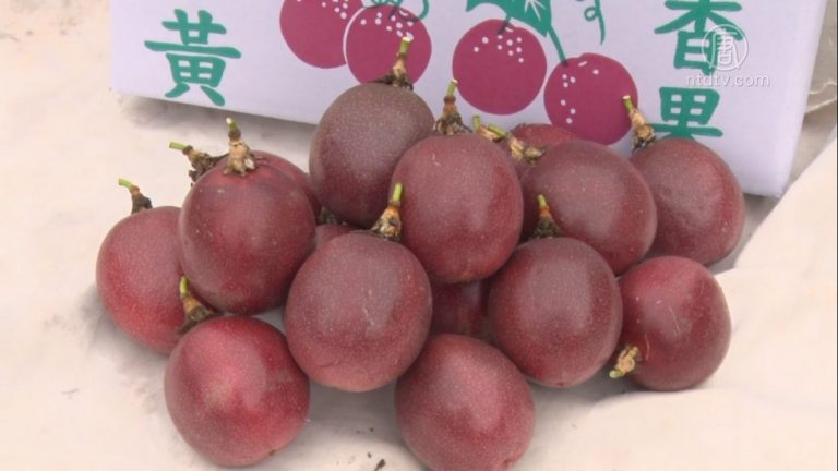 屏東百香果採「燈照法」 順利錯開盛產期