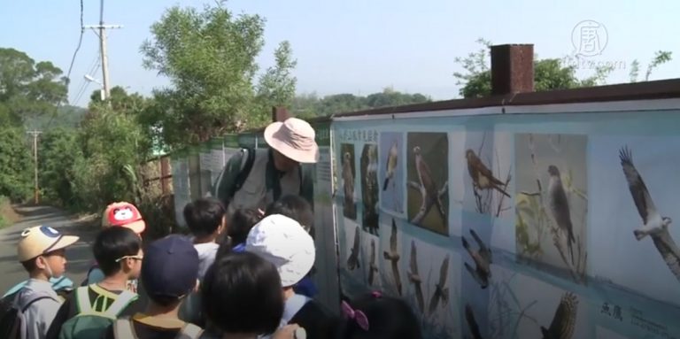 春分賞鷹時節 八卦山脈鷹群齊飛登場