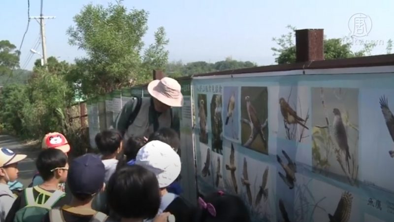 春分赏鹰时节 八卦山脉鹰群齐飞登场