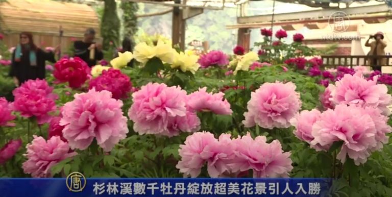 杉林溪數千牡丹綻放超美花景引人入勝