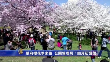 華府櫻花季來臨 公園管理局：四月初盛開