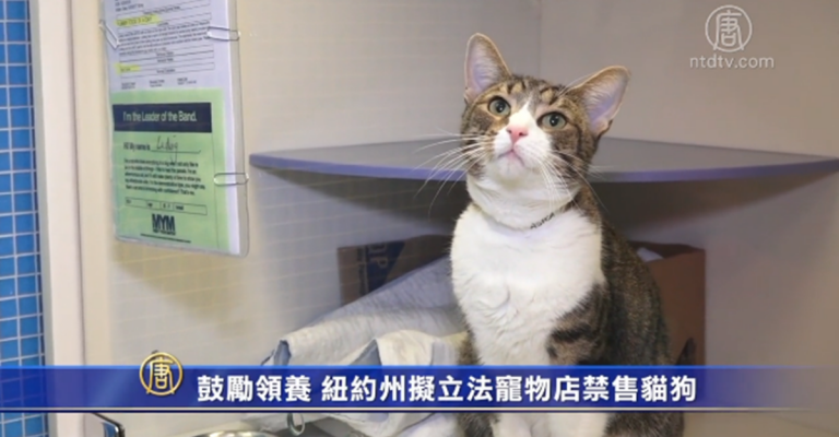 鼓勵領養 紐約州擬立法寵物店禁售貓狗