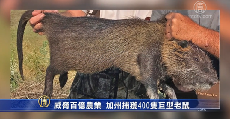 威脅百億農業 加州捕獲400隻巨型老鼠